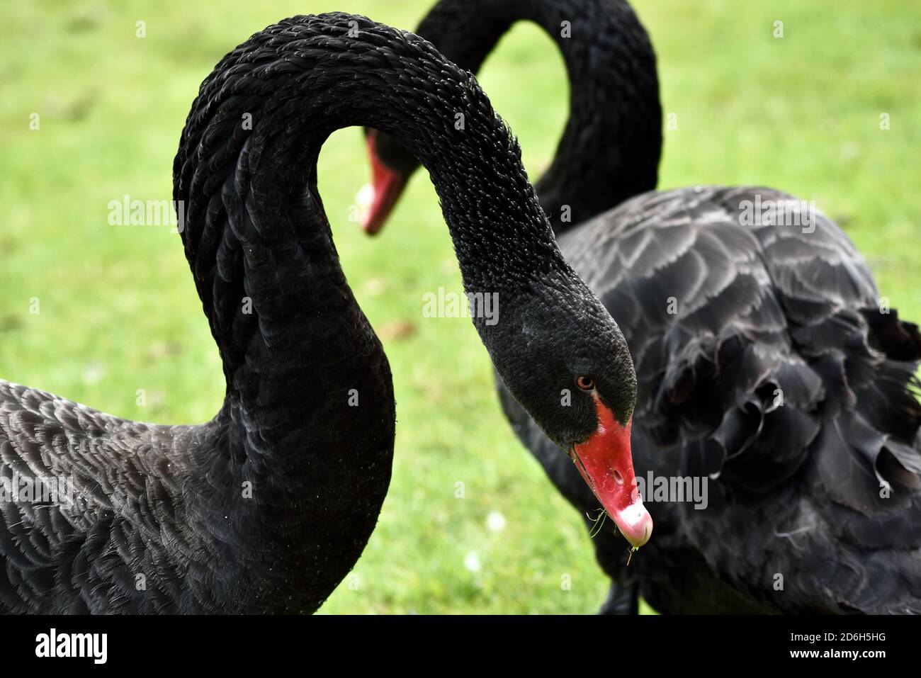 Schwarze Schwäne Stockfoto