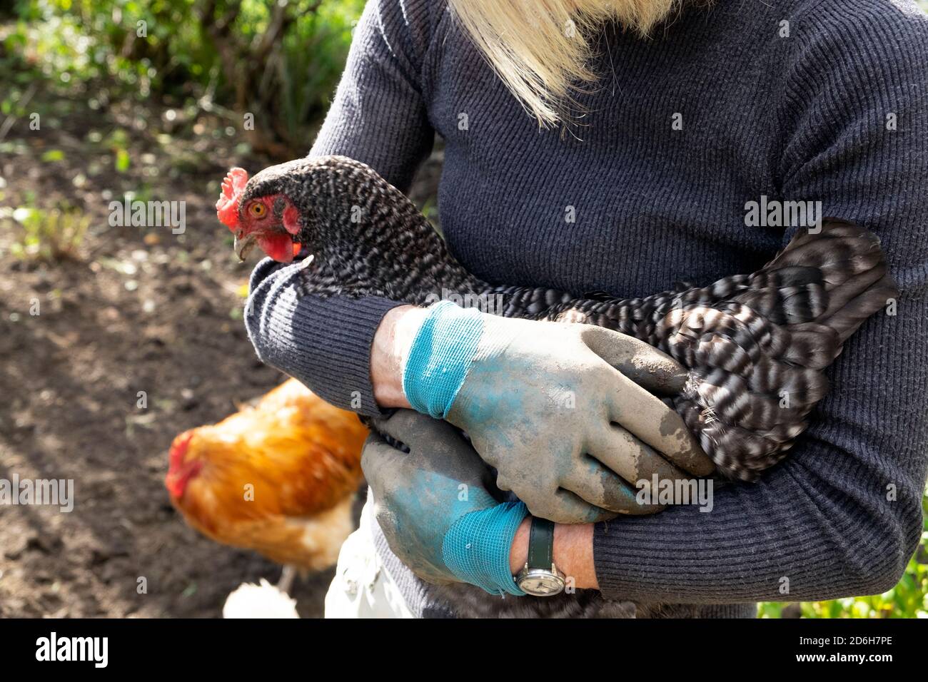 Frau trägt Gartenhandschuhe mit kuscheligen Henne, während sie im Haus ist Herbstgarten mit Hühnern Carmarthenshire Wales UK KATHY DEWITT Stockfoto
