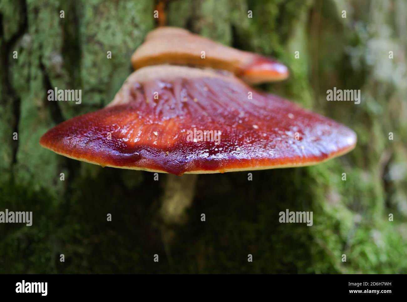 Beefsteak Pilzbeet Stockfoto