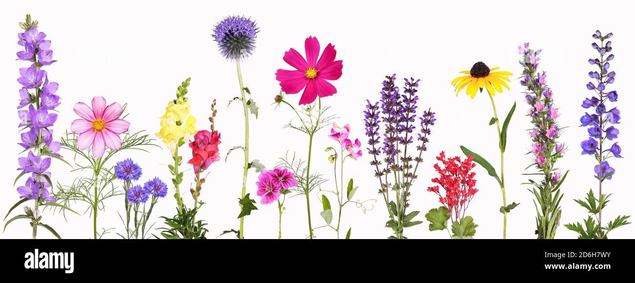 Auswahl an verschiedenen bunten Gartenblumen, isoliert Stockfoto