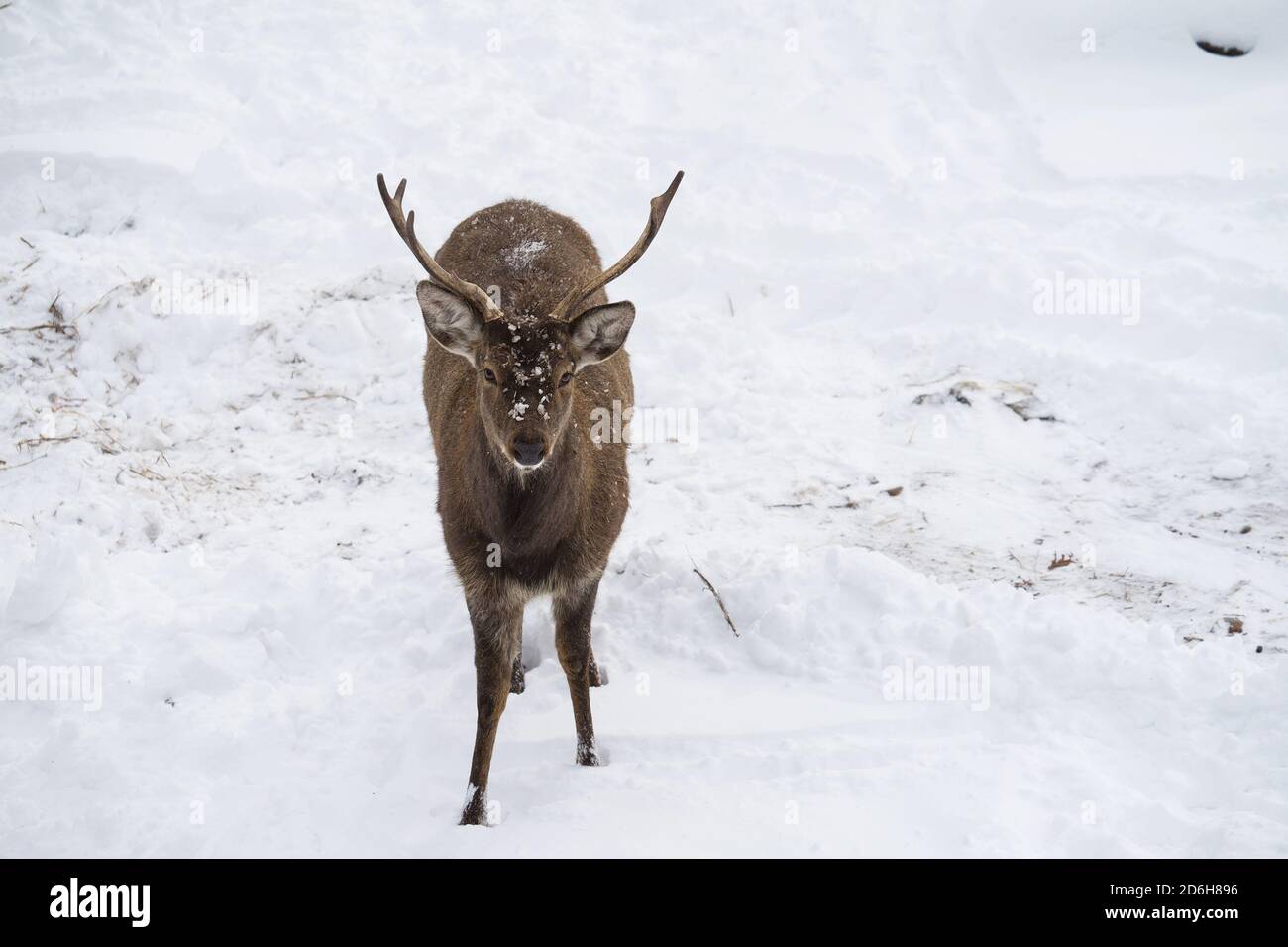 Hirsche oder cervidae mit Geweih Spaziergänge im Schnee im Winter mit Kopierraum. Vorderansicht oder Vorderansicht. Nahaufnahme. Stockfoto