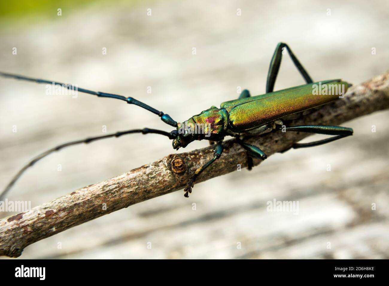 Grüner Moschuskäfer auf einem Zweig, große Nahaufnahme Stockfoto