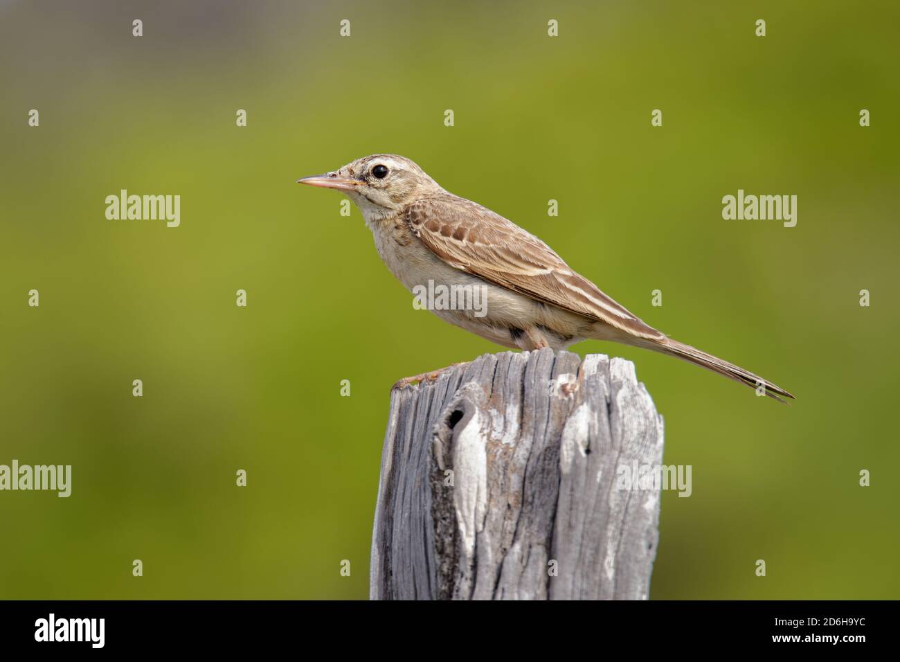 Tawny Pipit - Anthus campestris sitzender mittelgroßer Sperlingsvogel, brütet von Nordwestafrika und Portugal bis Zentralsibirien und weiter nach Inner Mong Stockfoto