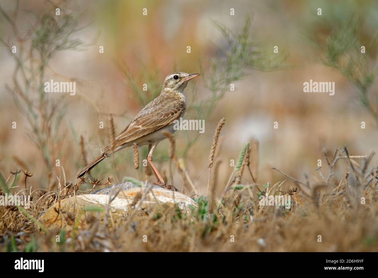 Tawny Pipit - Anthus campestris sitzender mittelgroßer Sperlingsvogel, brütet von Nordwestafrika und Portugal bis Zentralsibirien und weiter nach Inner Mong Stockfoto
