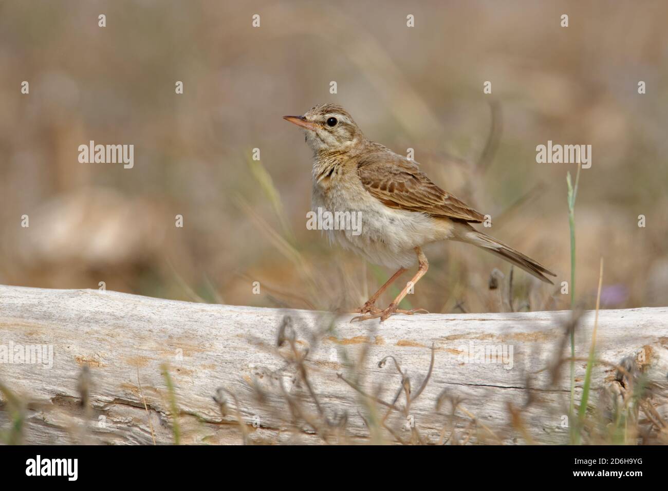 Tawny Pipit - Anthus campestris sitzender mittelgroßer Sperlingsvogel, brütet von Nordwestafrika und Portugal bis Zentralsibirien und weiter nach Inner Mong Stockfoto
