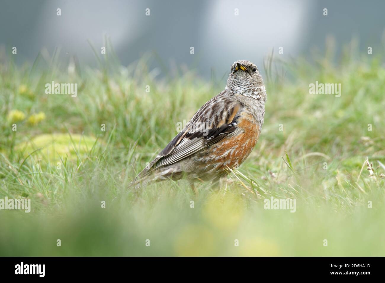 Alpine Accentor - Prunella collaris Sitzen und das Bergtal in den Alpen beobachten. Stockfoto