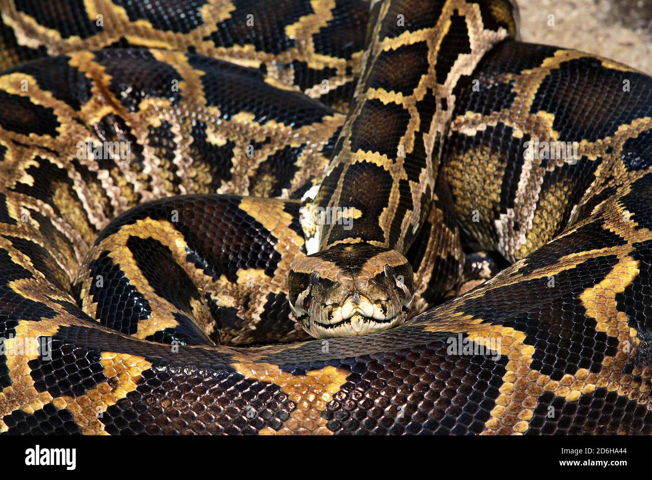 Nahaufnahme Porträt einer gewickelten Schlange aus der Vorderansicht. Netzpython (Malayopython reticulatus) Schlange manchmal als Royal Python oder Ball Python bekannt Stockfoto