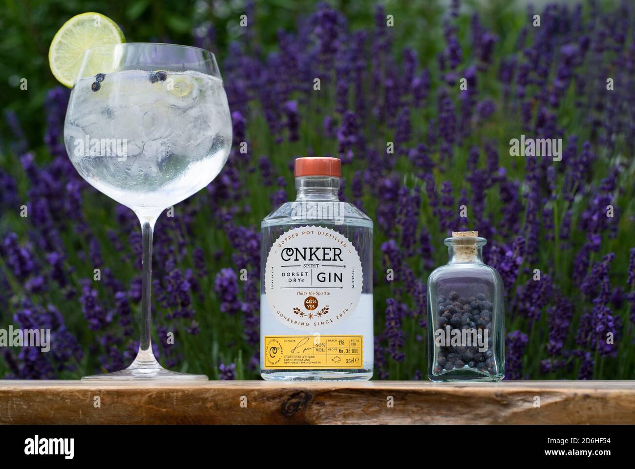 Großes Glas Gin und Tonic Drinks mit Eis und Zitrone und Conker Dorset Dry Gin Flasche vor Lavendelbusch. Stockfoto