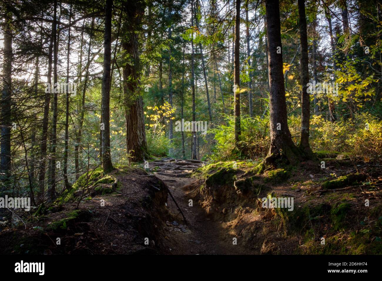 Ein Weg durch einen Wald mit einem weichen gefüllt Magisches Licht Stockfoto