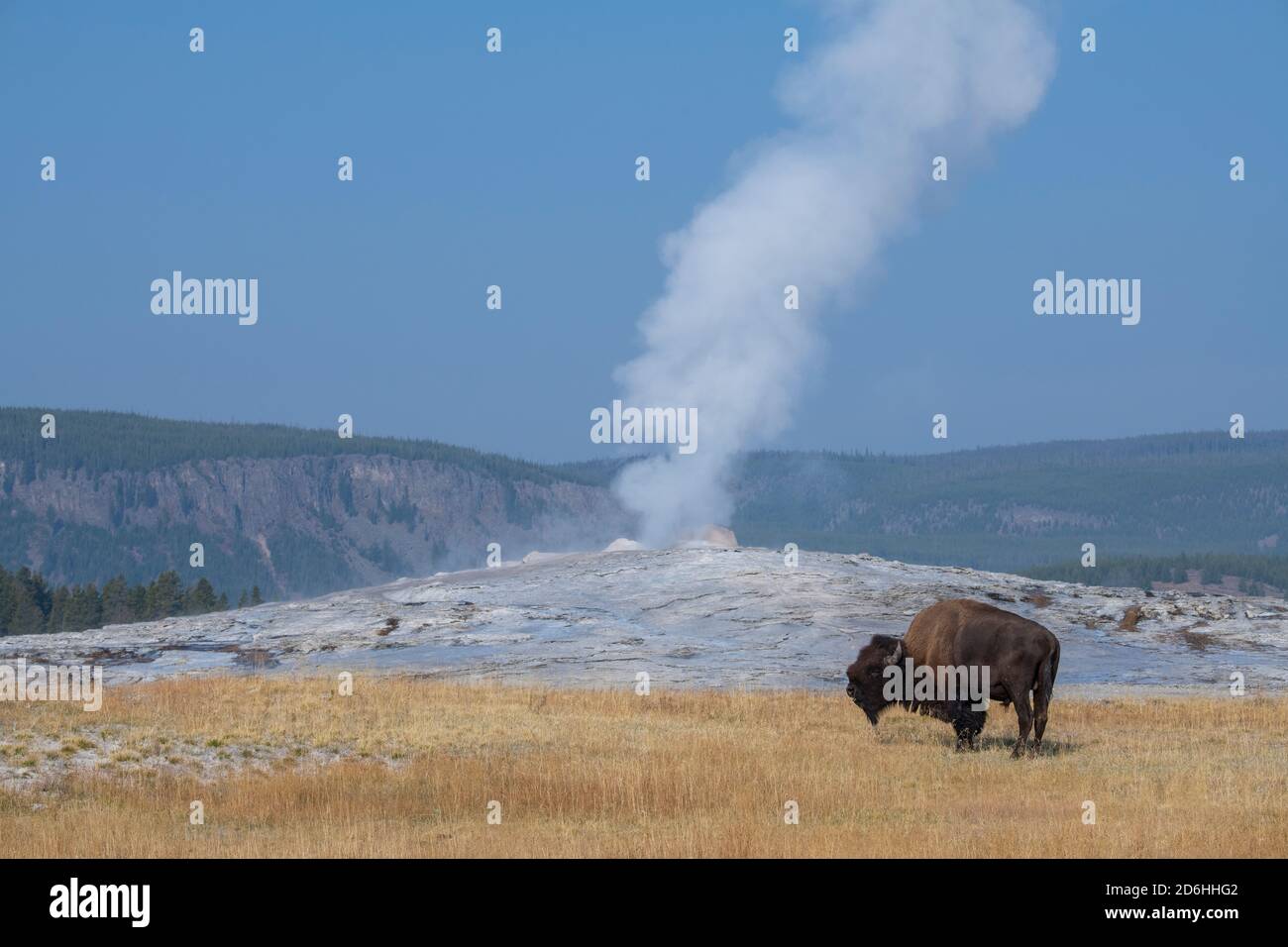 Nordamerika, Wyoming, Yellowstone National Park, Upper Geyser Basin. Eineisimigemännlicher amerikanischer Bison (WILD: Bison Bison) aka Büffel. Stockfoto