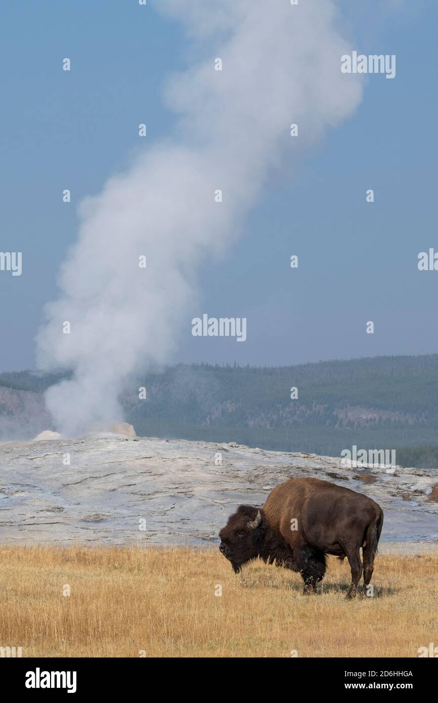 Nordamerika, Wyoming, Yellowstone National Park, Upper Geyser Basin. Eineisimigemännlicher amerikanischer Bison (WILD: Bison Bison) aka Büffel. Stockfoto