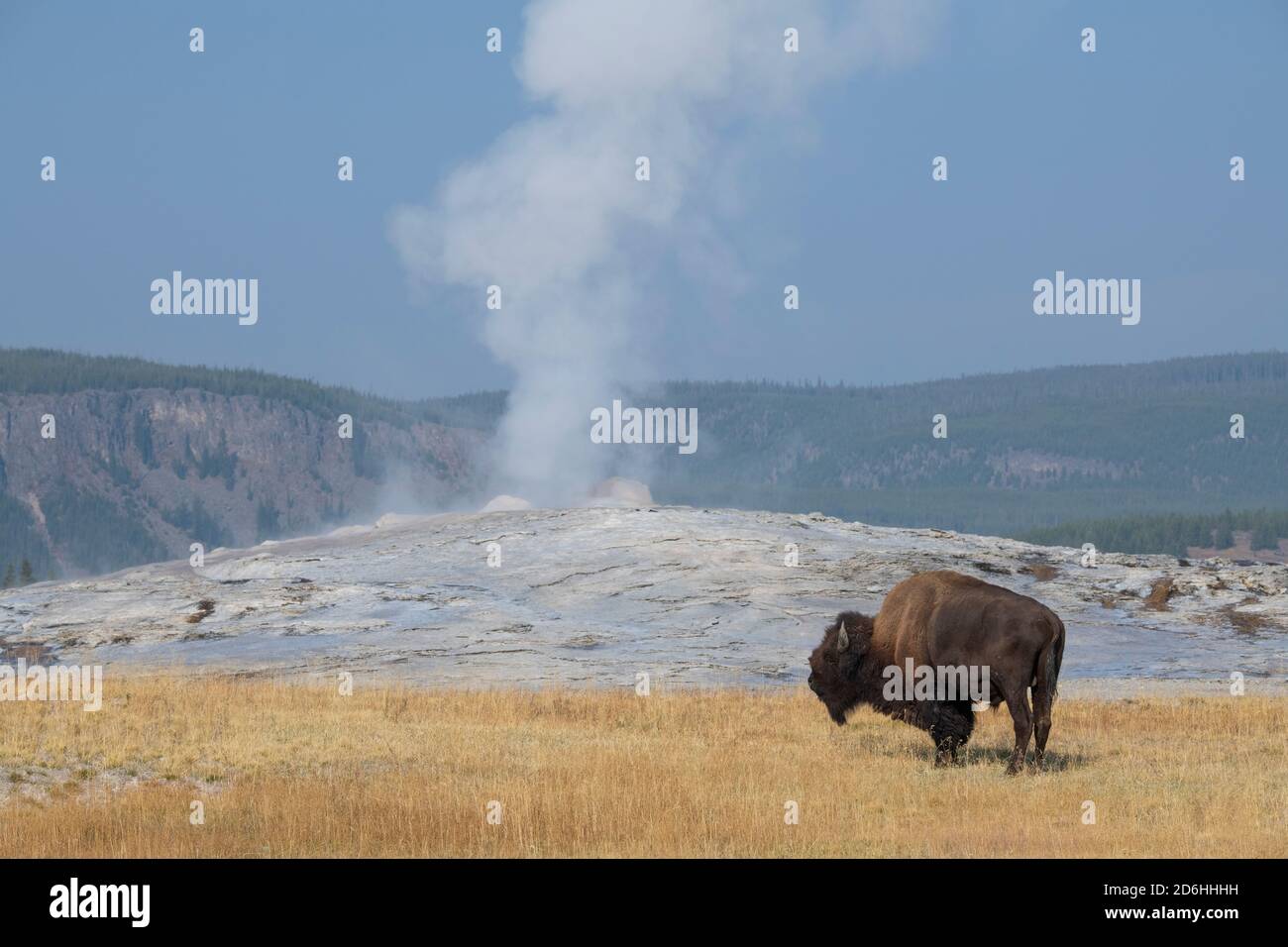 Nordamerika, Wyoming, Yellowstone National Park, Upper Geyser Basin. Eineisimigemännlicher amerikanischer Bison (WILD: Bison Bison) aka Büffel. Stockfoto