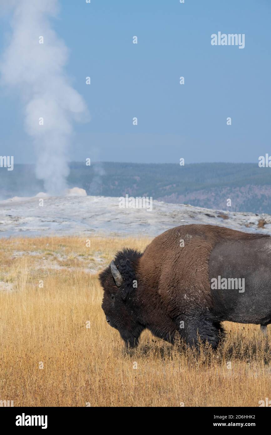 Nordamerika, Wyoming, Yellowstone National Park, Upper Geyser Basin. Einjähriger amerikanischer Bison (WILD: Bison Bison) aka Büffel, vor Old Faith Stockfoto