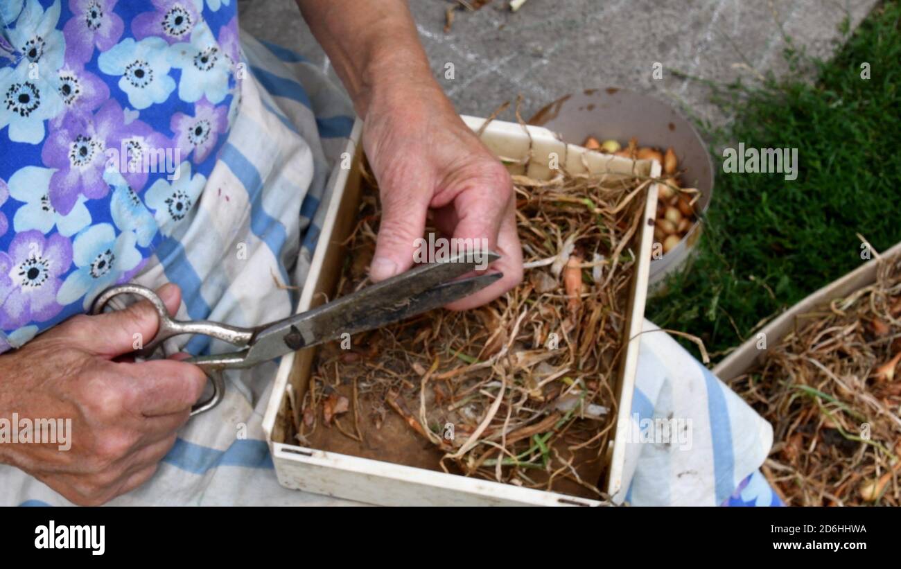 Ältere Frau Hände schneiden kleine Zwiebeln mit riesigen Metallschere und bereiten sie für den Sämling im Küchengarten. Ländliche authentische Szene Stockfoto
