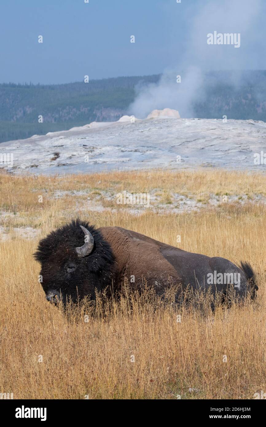 Nordamerika, Wyoming, Yellowstone National Park, Upper Geyser Basin. Einjähriger amerikanischer Bison (WILD: Bison Bison) aka Büffel, vor Old Faith Stockfoto