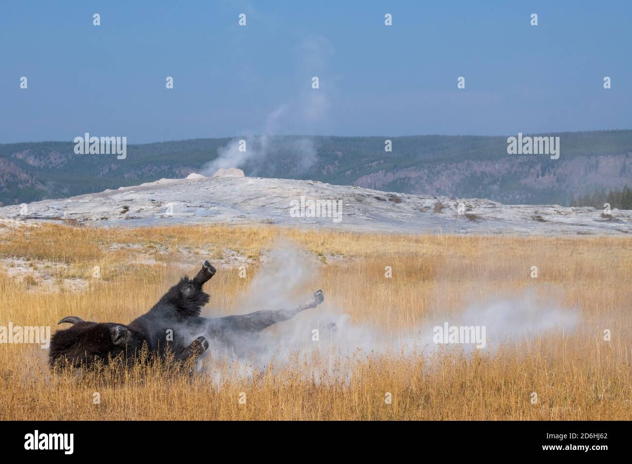 Nordamerika, Wyoming, Yellowstone National Park, Upper Geyser Basin. Eineiige männliche amerikanische Bison (WILD: Bison Bison) alias Büffel, der in Staub rollt. Stockfoto