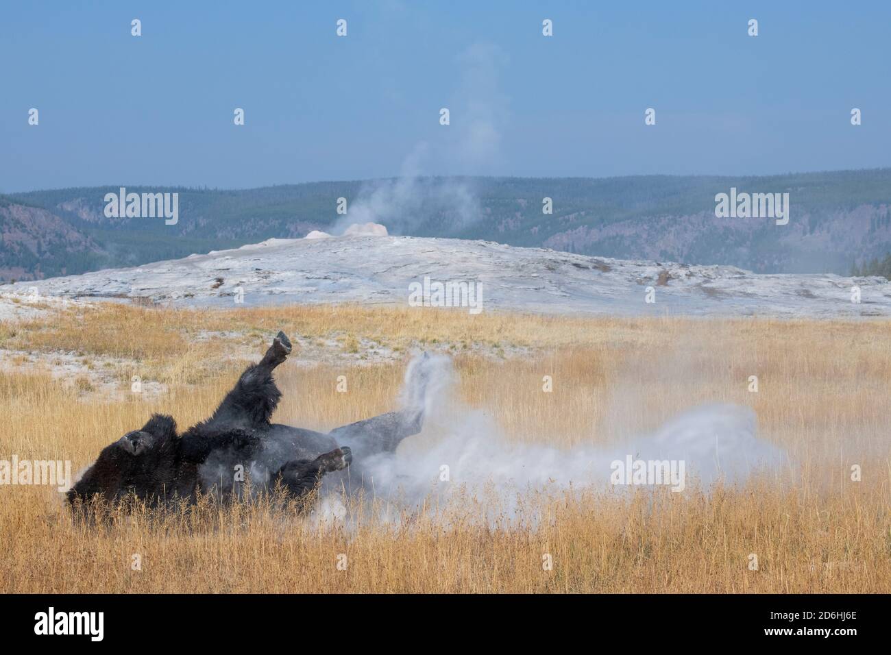 Nordamerika, Wyoming, Yellowstone National Park, Upper Geyser Basin. Eineiige männliche amerikanische Bison (WILD: Bison Bison) alias Büffel, der in Staub rollt. Stockfoto