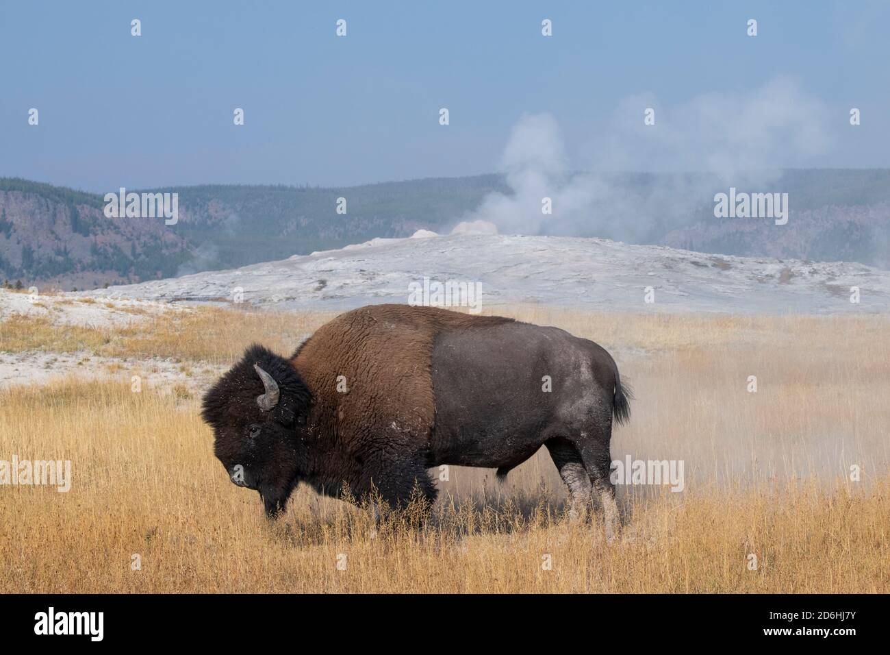 Nordamerika, Wyoming, Yellowstone National Park, Upper Geyser Basin. Eineiger amerikanischer Bison (WILD: Bison Bison) aka Büffel direkt nach einer Staubfledermaus Stockfoto