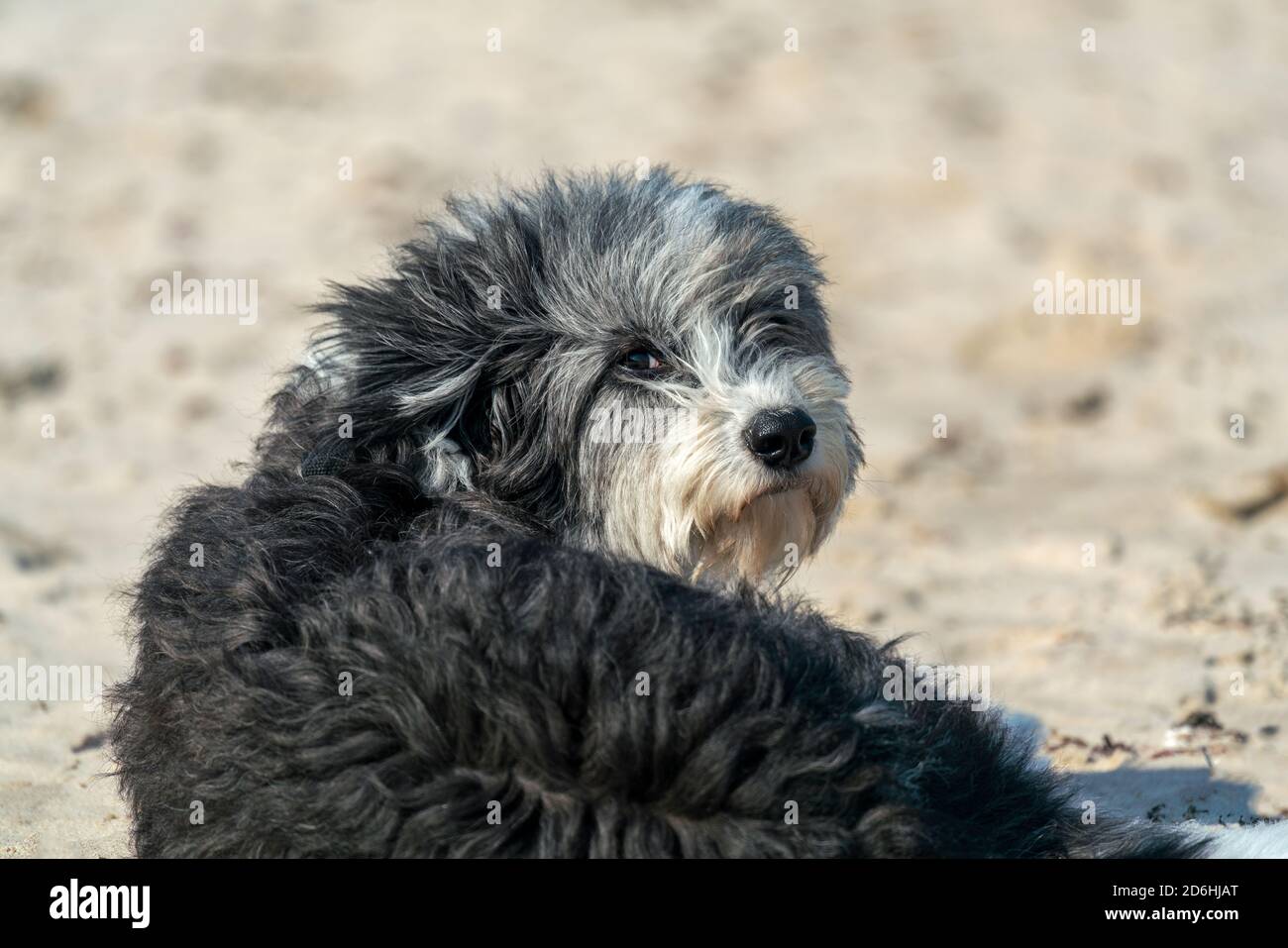 Schwarz und weiß flauschigen Hund am Strand ruhen Stockfoto