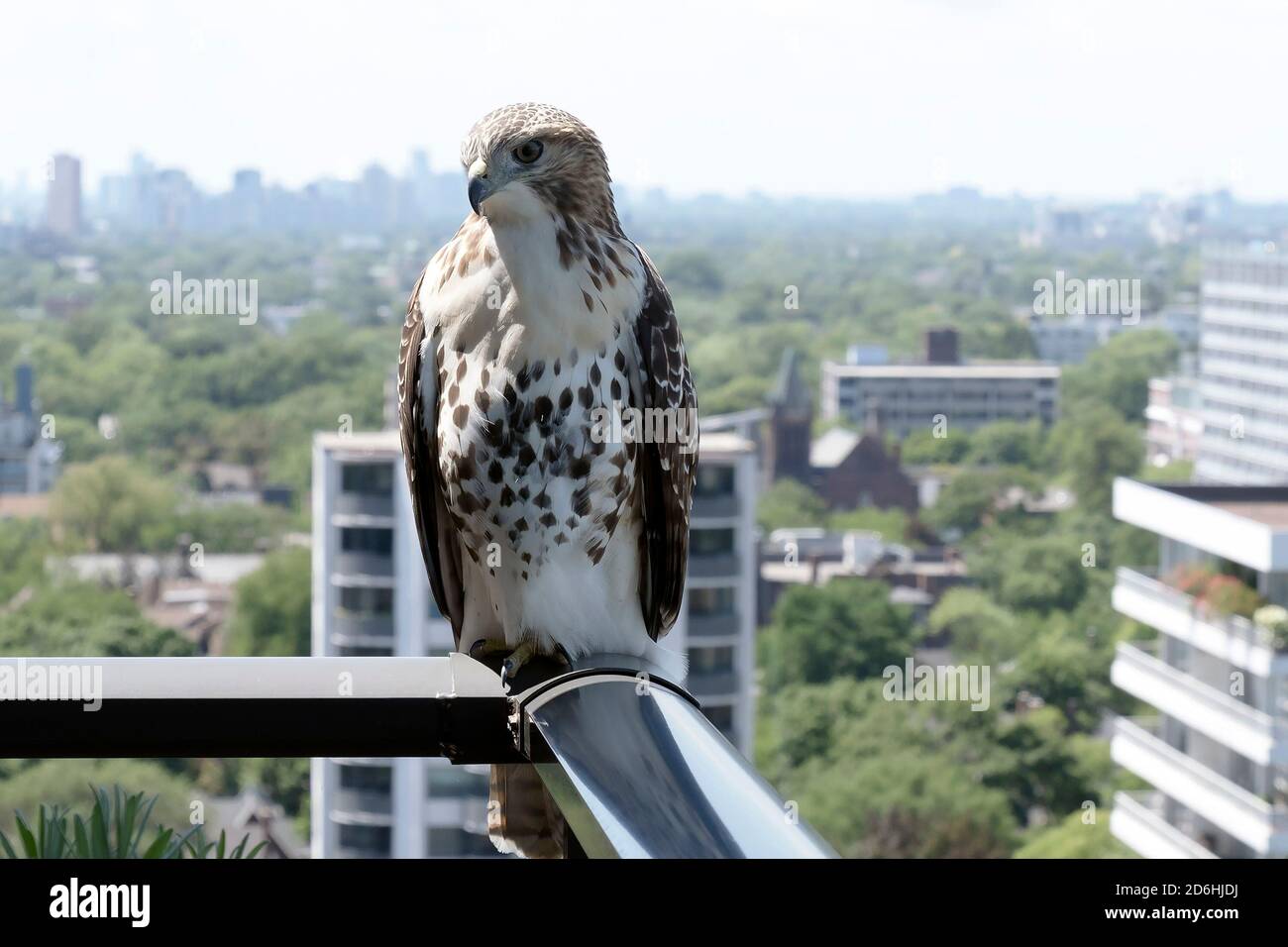 Unreifer Rotschwanz-Falke auf städtischem Balkongeländer Stockfoto