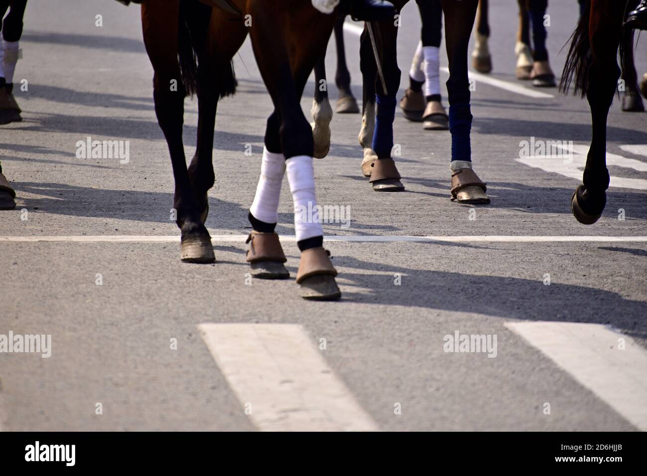 Gruppe von Pferden laufen auf der Straße in einem Rennen Stockfoto