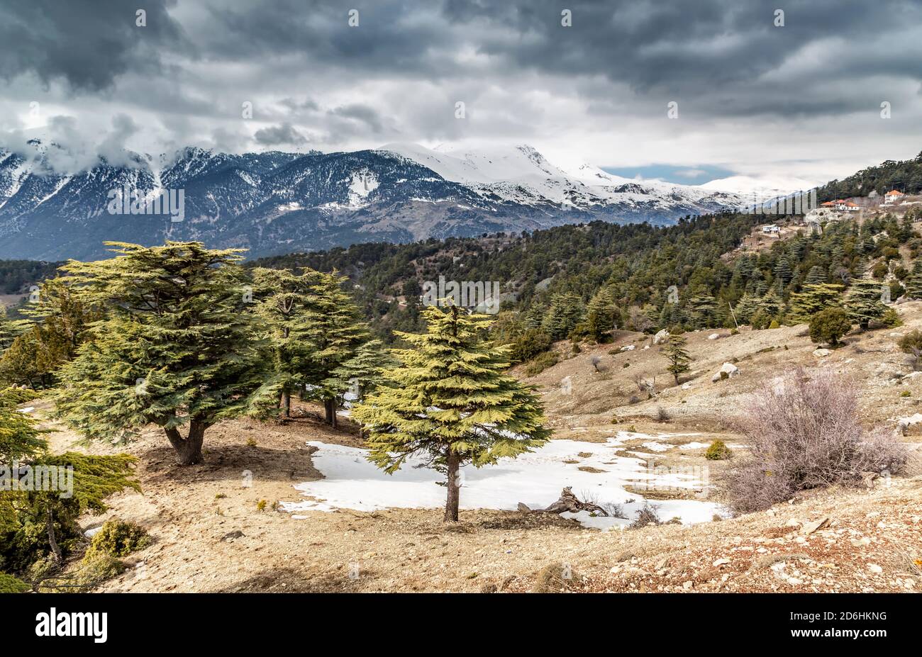 Pferde, die einst von Menschen für die Dorfarbeit im Sommer verwendet wurden und im Winter in die Natur entlassen wurden, um sie nicht zu füttern ... Stockfoto