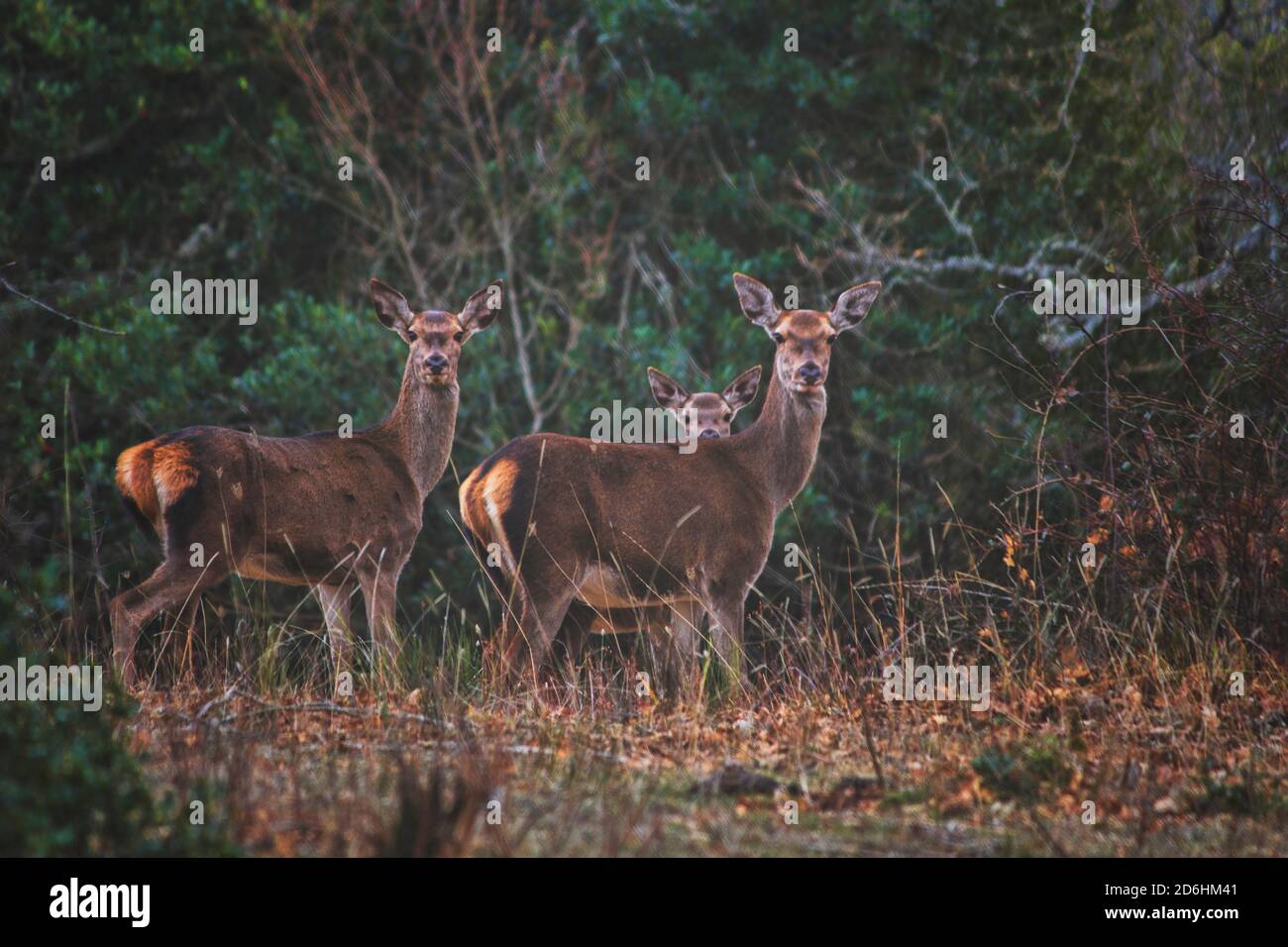 Hirsch schaut aus dem Wald auf die Kamera Stockfoto