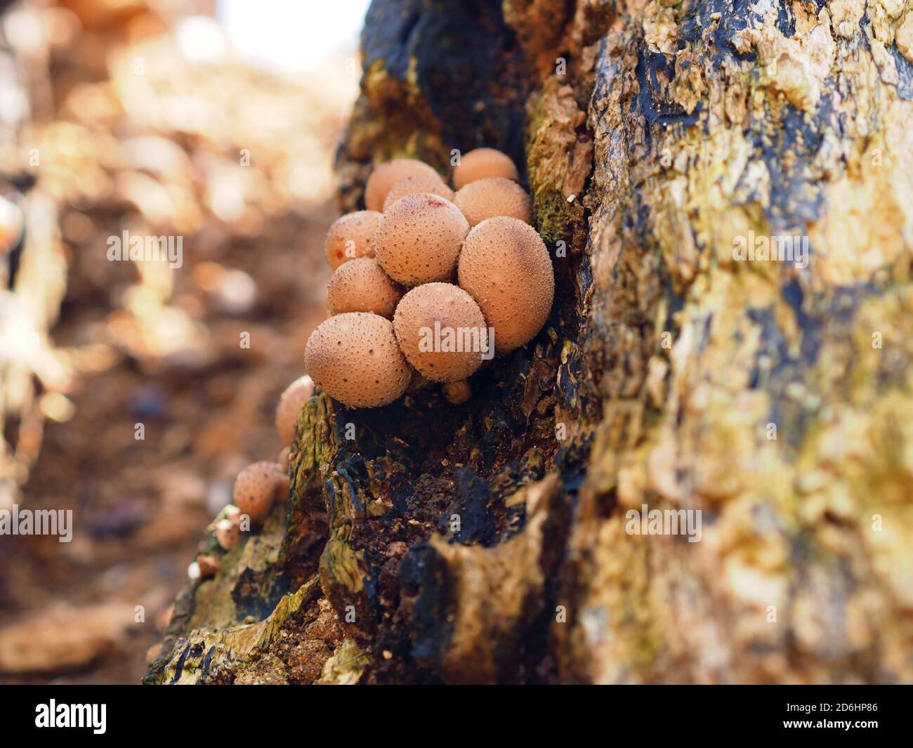 Stump Puffball oder Birnenförmige Puffball (Lycoperdon pyriforme) wächst aus einem Baumstumpf im Herbst, Großbritannien Stockfoto