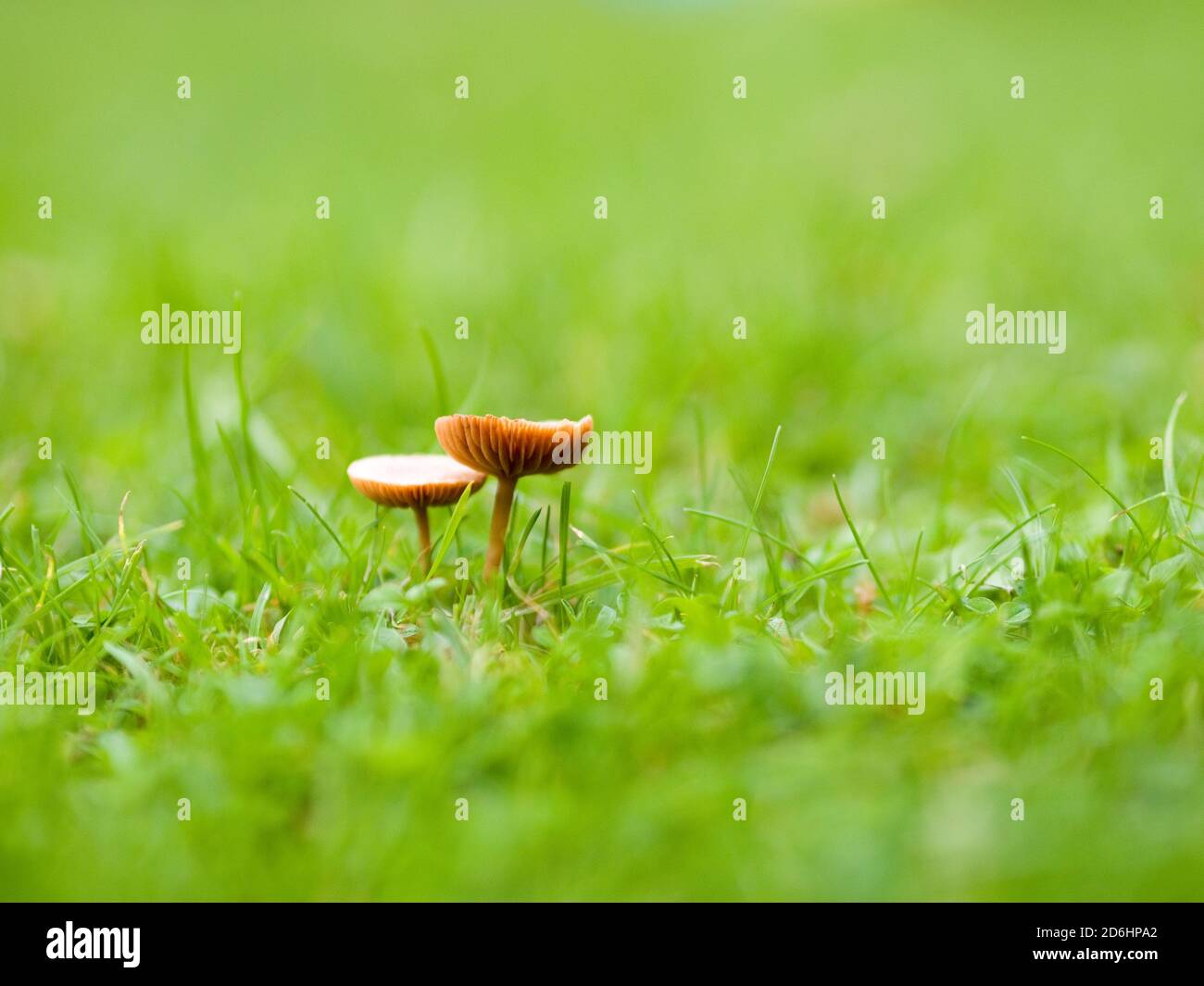 Fairy Ring Pilz (Marasmius oreades), Northamptonshire, Großbritannien Stockfoto