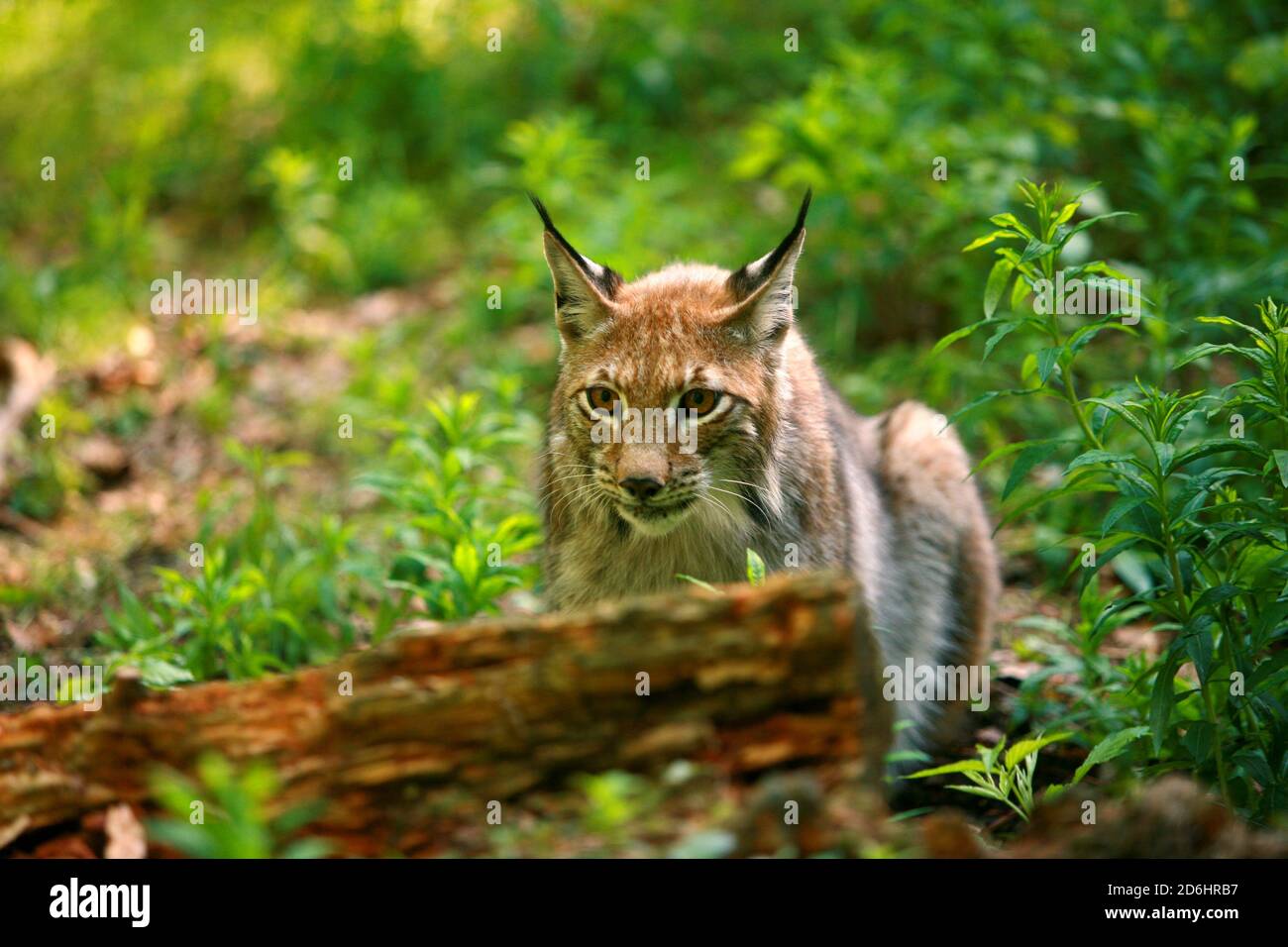 Niedersachsen, Harz. Luchs, Luchsauswilderung im Harz bei Bad Harzburg. [©(c)Ingo Wandmacher, Paul-Gerhardt-Str.1, 23611 Bad Schwartau; Vero Stockfoto