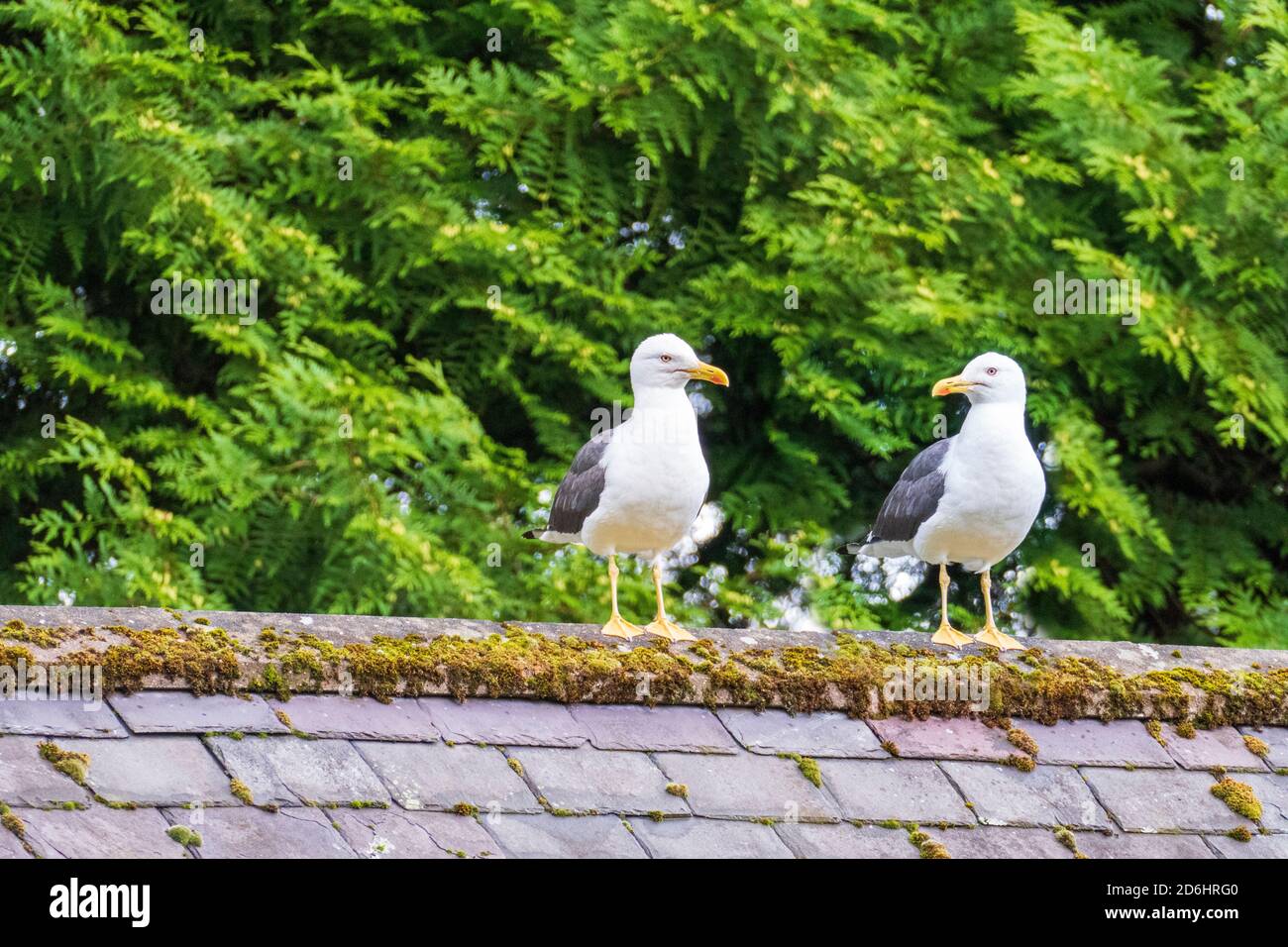 Große Möwe Sitz auf einem Dach Stockfoto