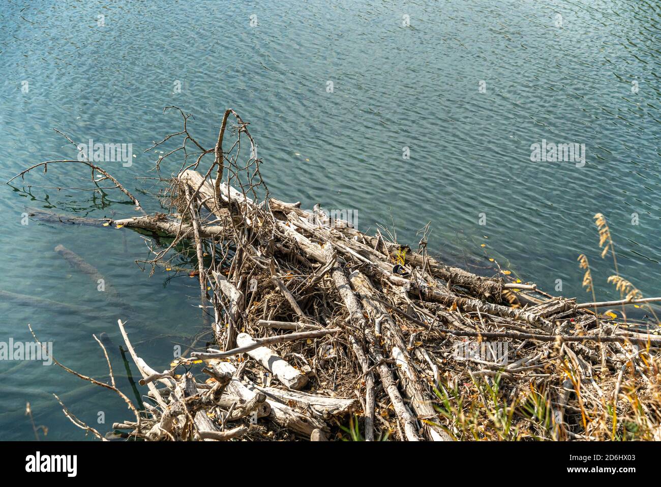 Holzstämme treiben auf dem Bug River calgary Stockfoto