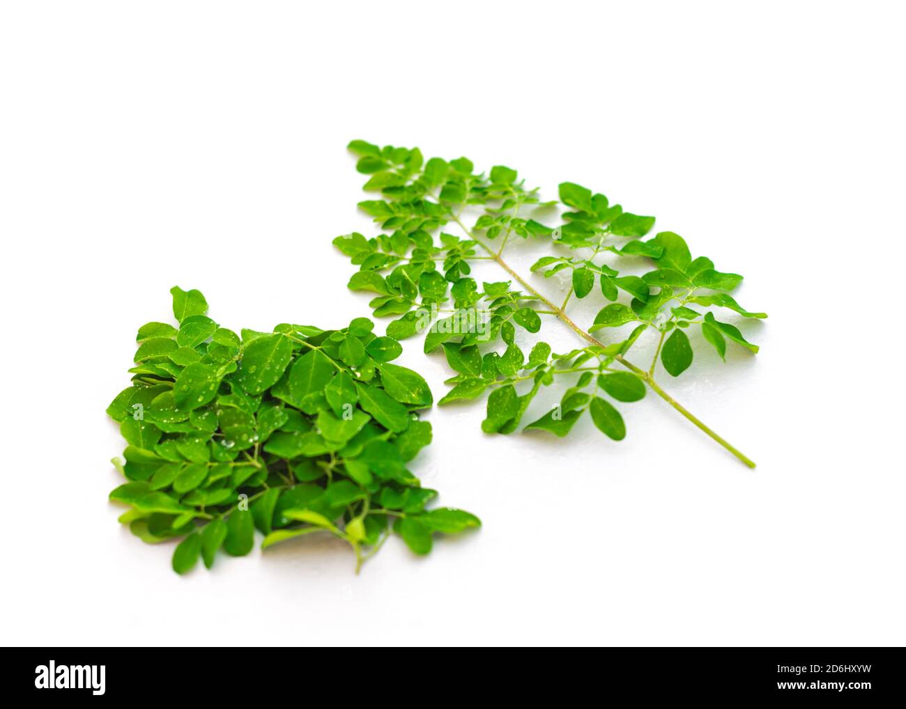 Junge frische Blätter von Moringa Drumstick mit Wassertropfen isoliert Auf weißem Hintergrund Stockfoto