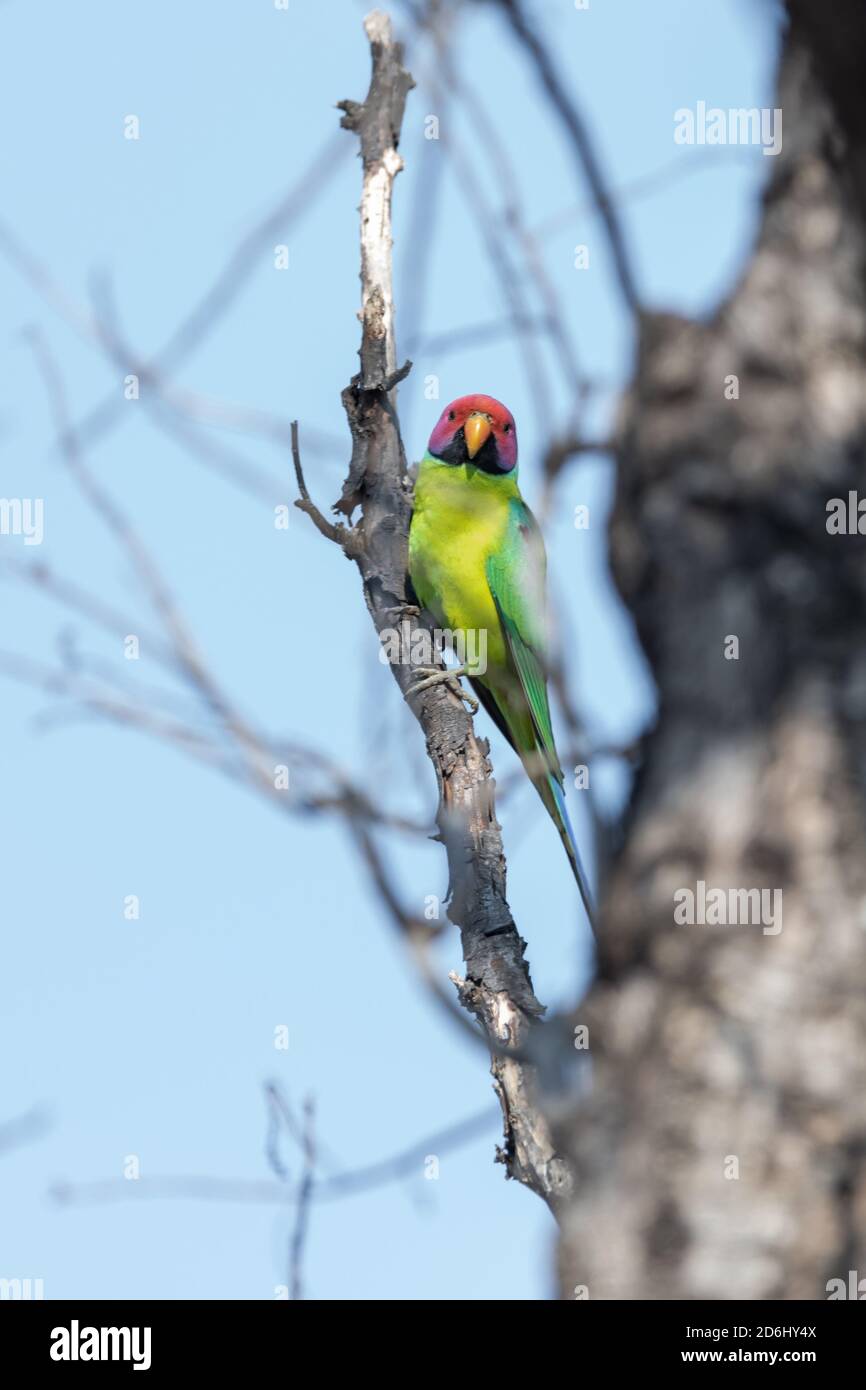 Pflaumensittich (Psittacula cyanocephala) Ist in einem Baum in Indien thront Stockfoto