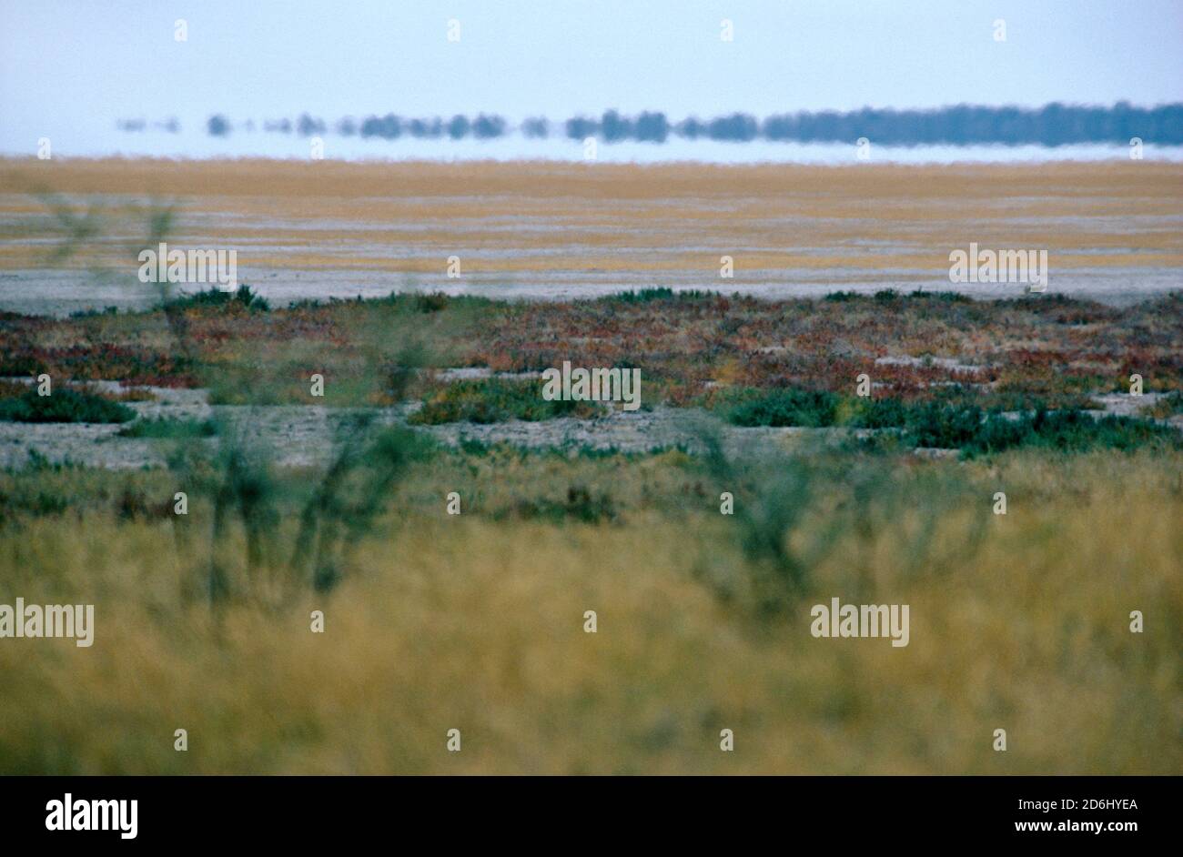 Etosha, Namibia Stockfoto