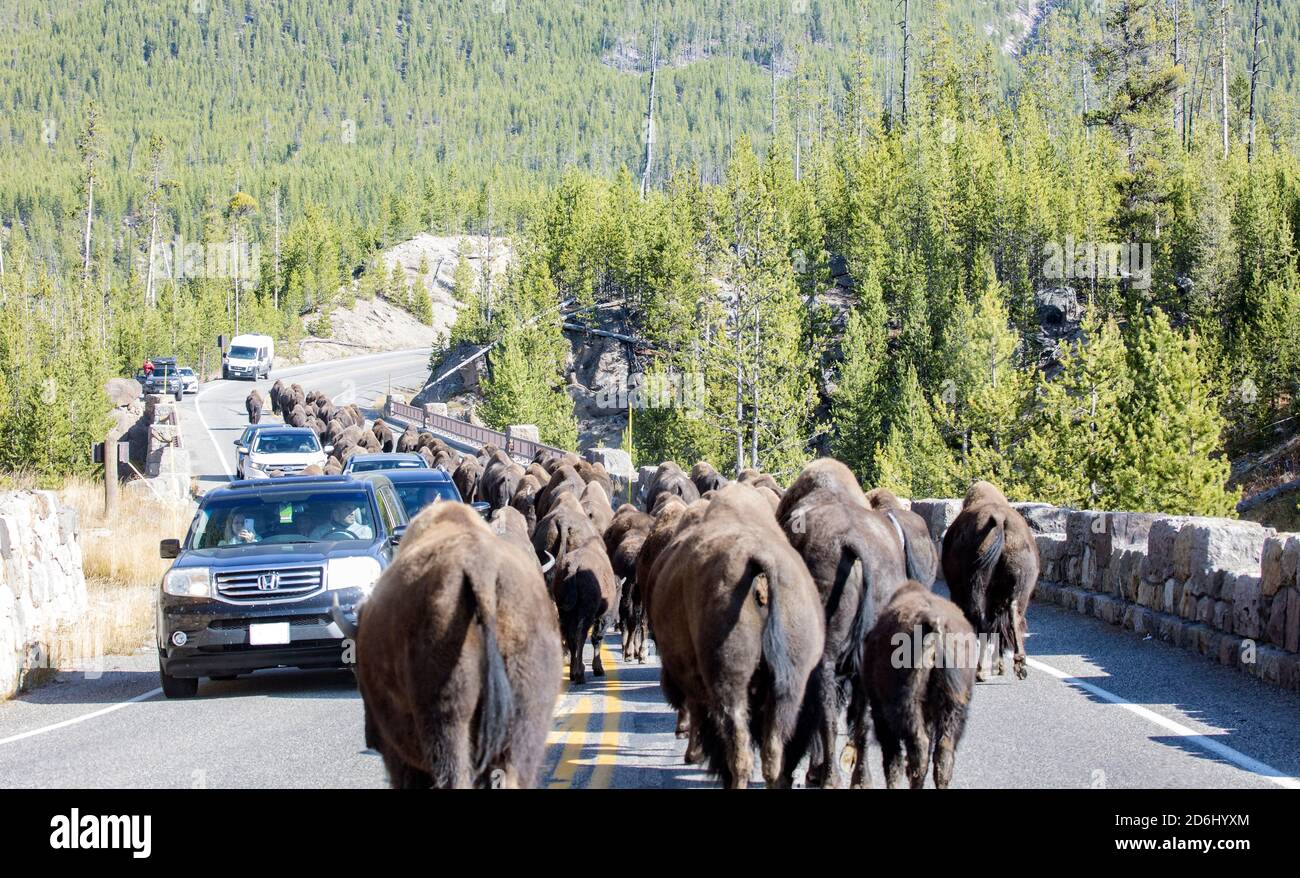 Große Herde Bison auf der Straße Stockfoto