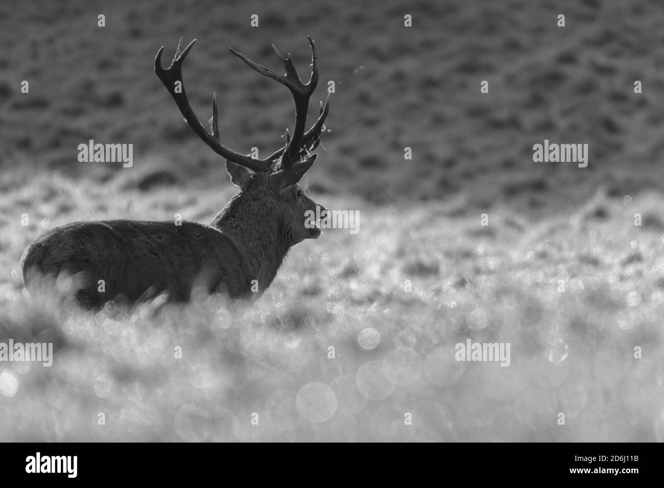 Red Deer Rut, Studley Royal, North Yorkshire Stockfoto