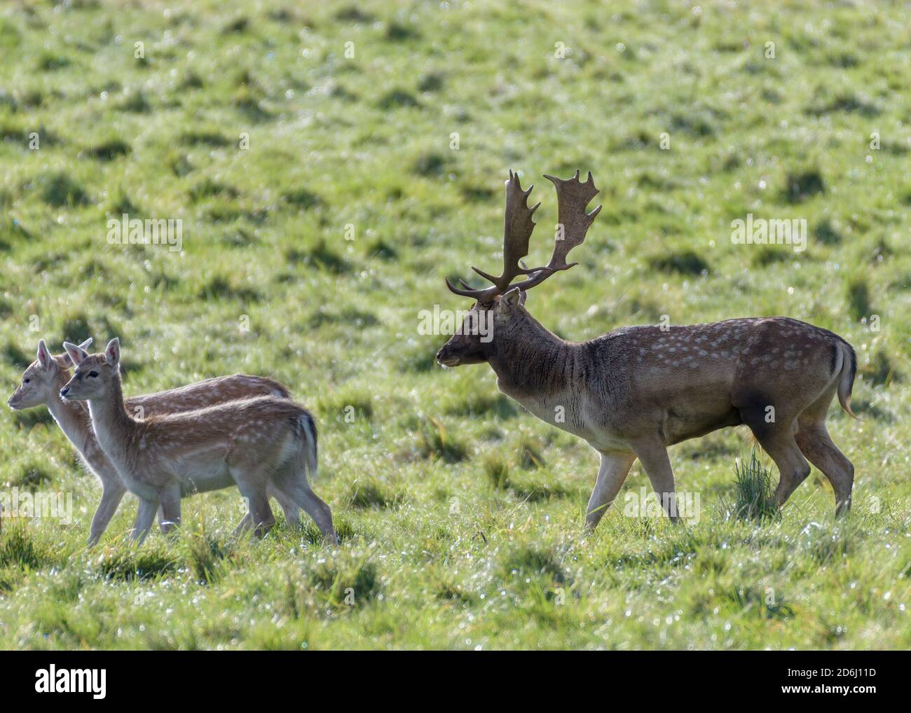 Red Deer Rut, Studley Royal, North Yorkshire Stockfoto