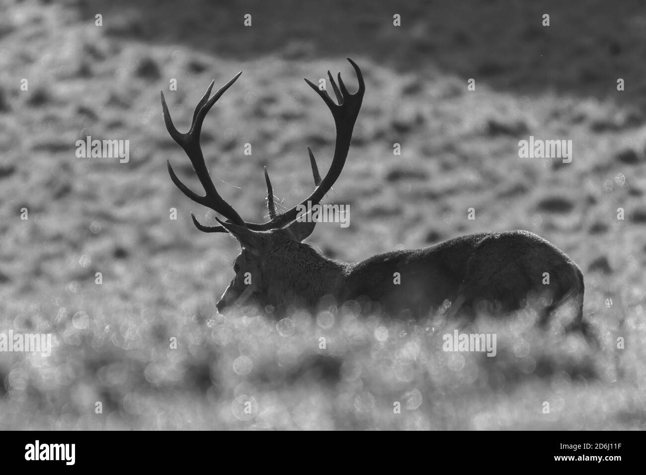 Red Deer Rut, Studley Royal, North Yorkshire Stockfoto
