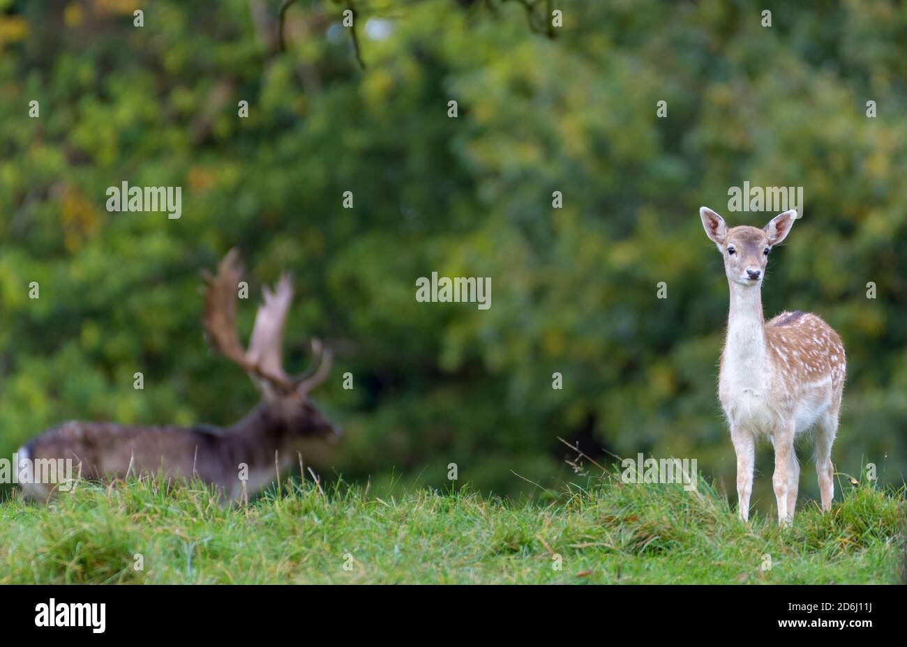 Red Deer Rut, Studley Royal, North Yorkshire Stockfoto