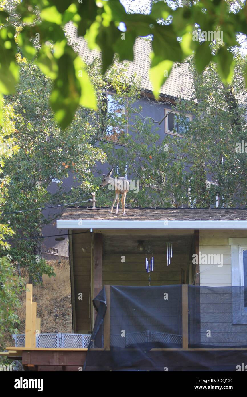 Deer on Roof Fairfax California Stockfoto