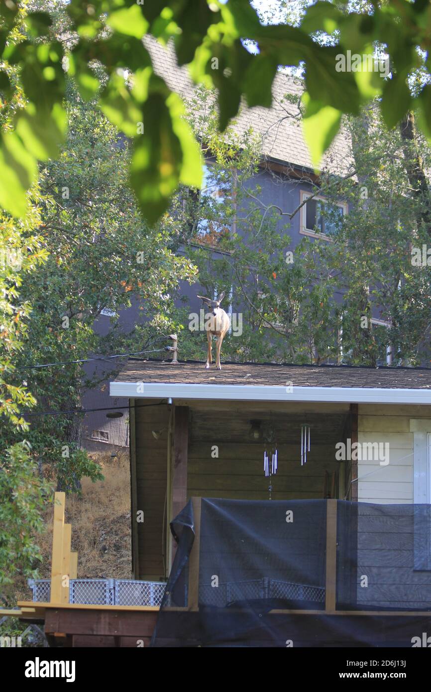 Deer on Roof Fairfax California Stockfoto