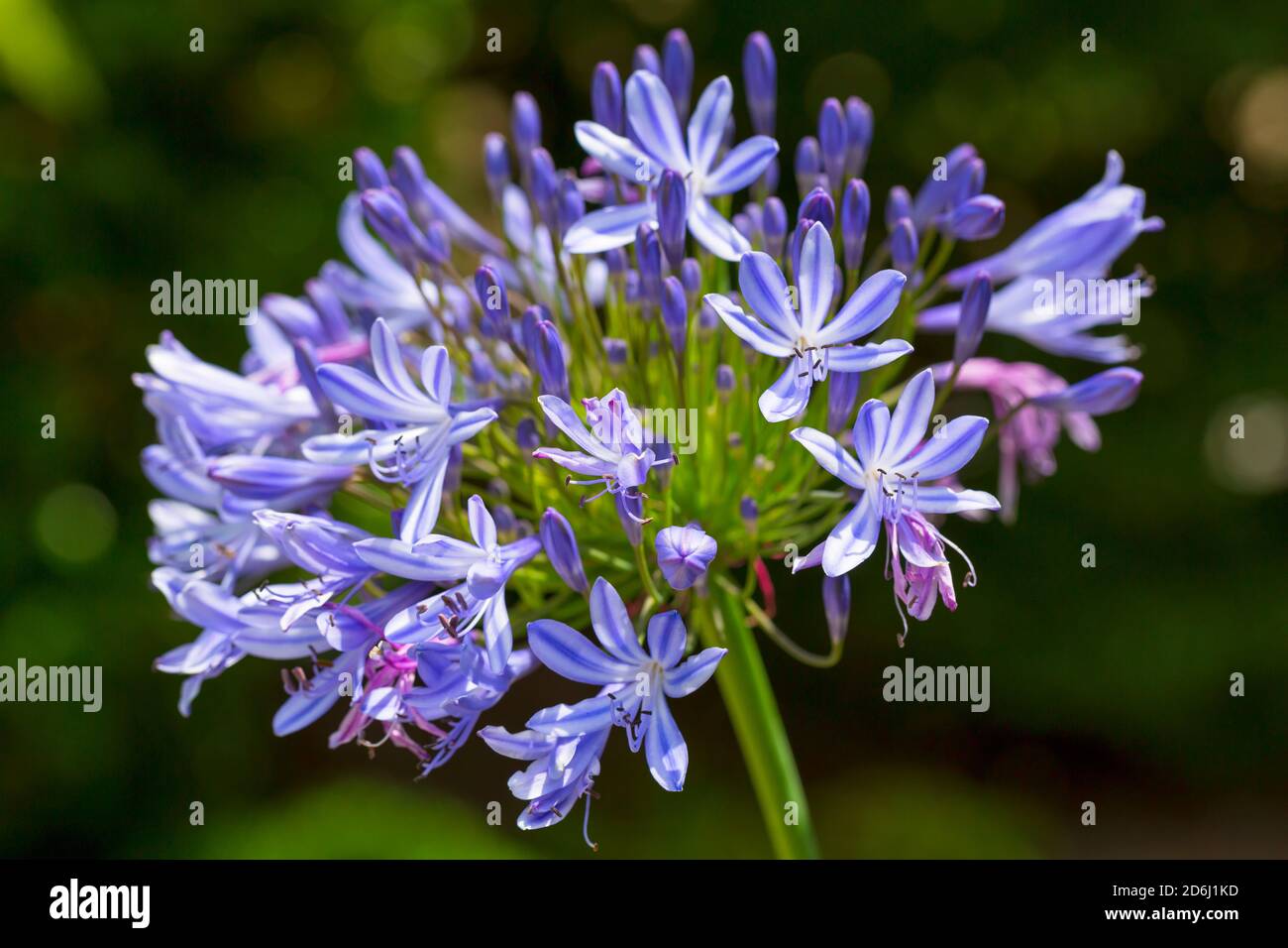 Agapanthus praecox orientalis Blauer Sturm Stockfoto