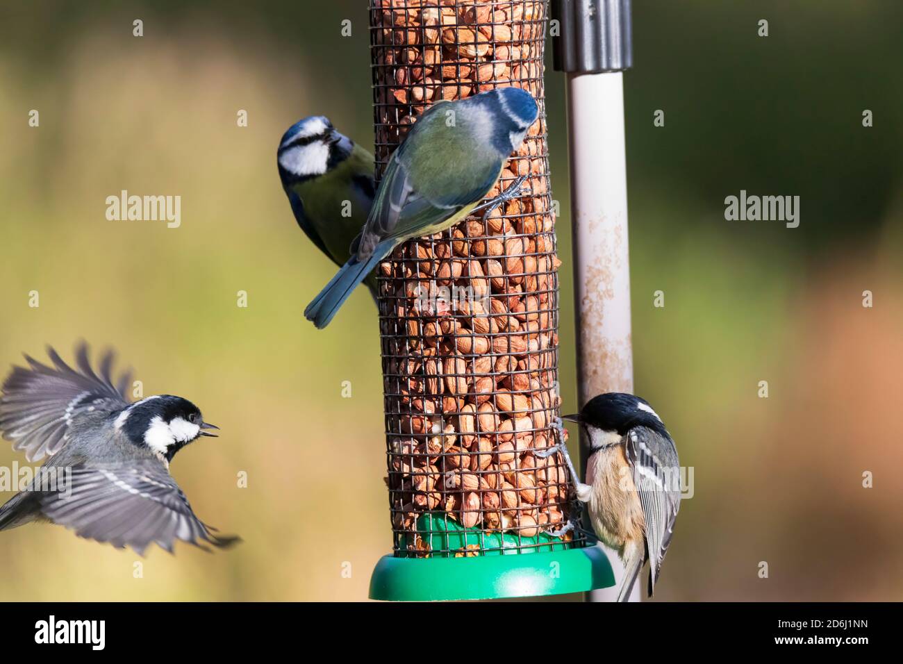 Vier Vögel füttern von einem Drahtvorschußgerät mit Nüssen Stockfoto