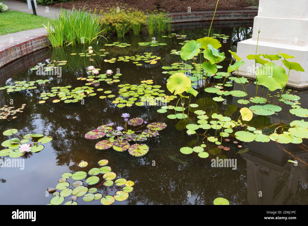 Brookgreen Gardens, Murrells Inlet, South Carolina. Seerosen in einem stillen Teich in der historischen Skulptur und botanischen Gärten. Stockfoto