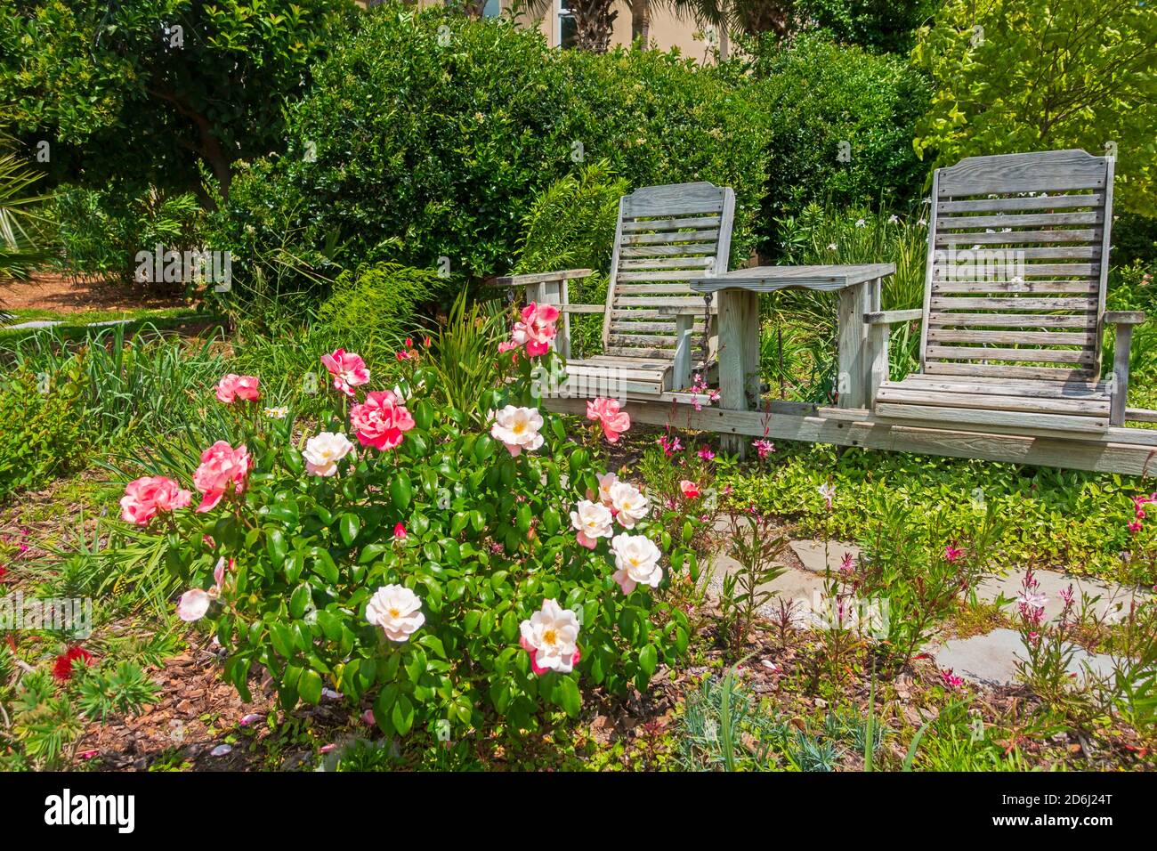 Kolorscape Rose Fire Opal in einem South Carolina Garten Stockfoto