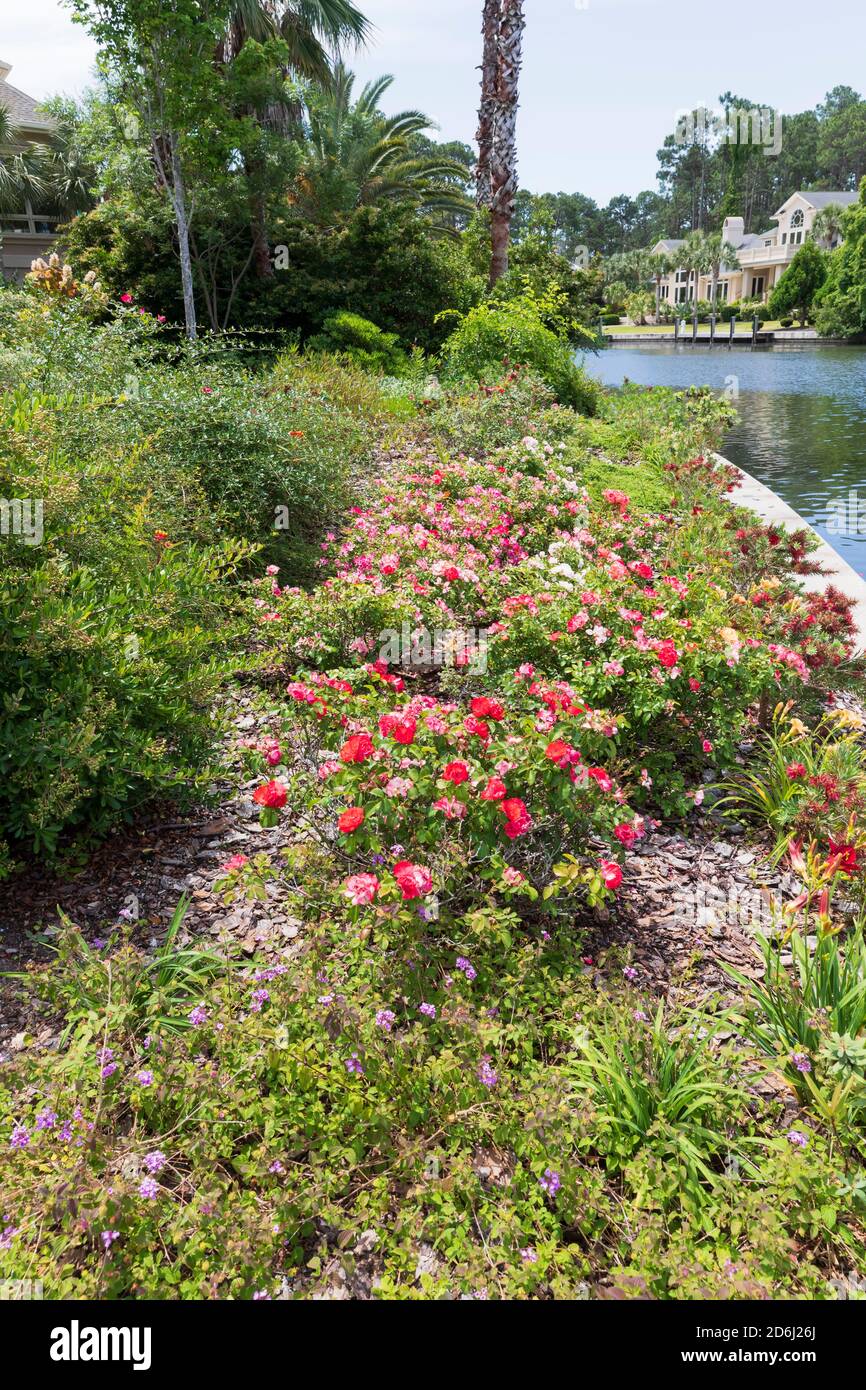Ein Garten in South Carolina im Mai. Treiben Sie Rosen mit Flaschenbrush, Taglilien, lantana und dem Wacholder entlang des Kanals. Stockfoto