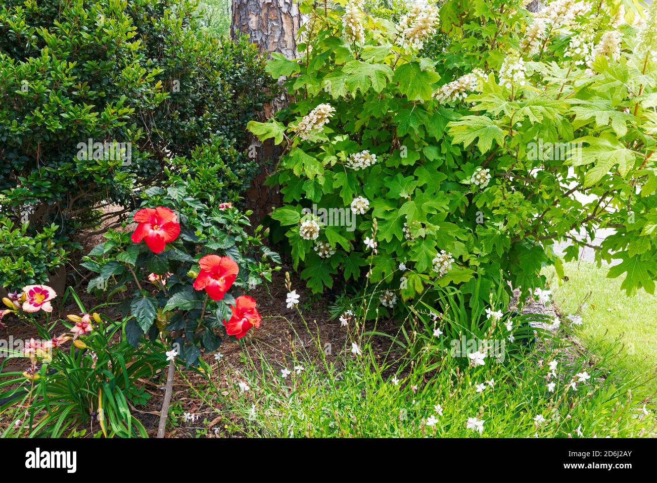 Ein Garten in South Carolina im Mai. Eichenblatt Hortensien, gaura, Taglilien und Hibiskus in einem bunten Rand. Stockfoto