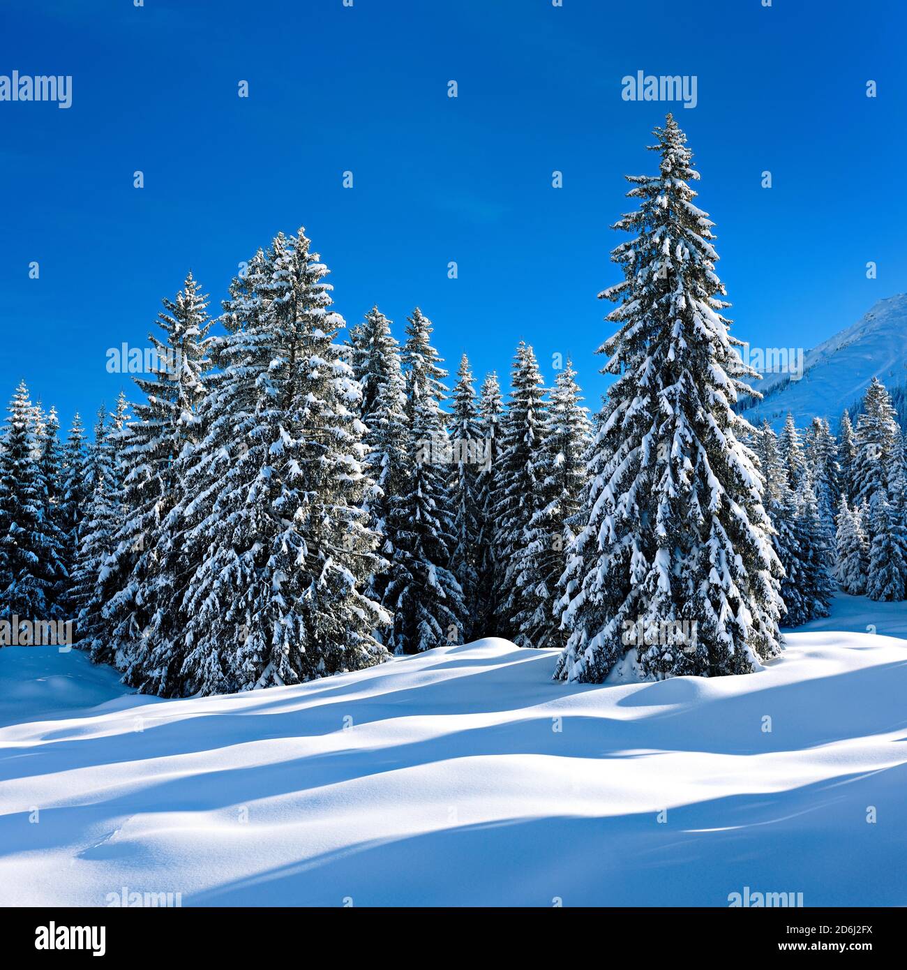 Tief verschneite unberührte Winterlandschaft am Oberjochpass, schneebedeckte Tannenbäume, strahlender Sonnenschein, blauer Himmel, Oberjoch, Allgäu Stockfoto