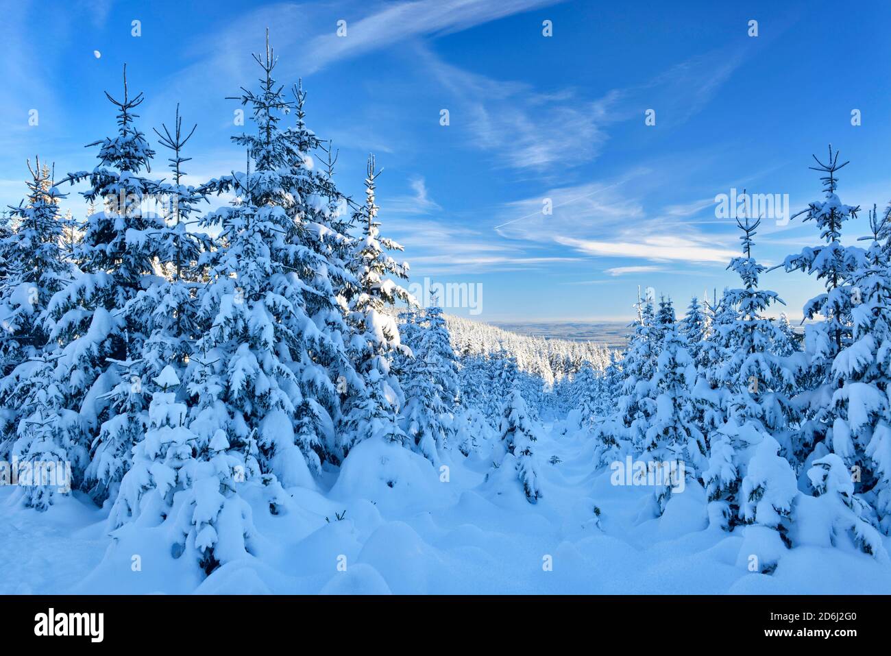 Tief verschneite unberührte Winterlandschaft im Abendlicht, schneebedeckte Fichten, blauer Himmel, Nationalpark Harz, Deutschland ( Niedersachsen) Stockfoto